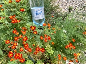 Осень в саду с Серебряной водой! Сюжет клиента нашей компании Татьяны А.