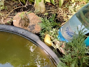 Осень в саду с Серебряной водой! Сюжет клиента нашей компании Татьяны А.