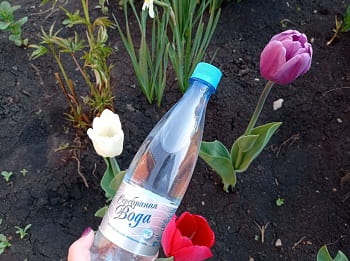 Прекрасные цветы в огороде и Серебряная вода! Сюжет клиента нашей компании Минзили Х.